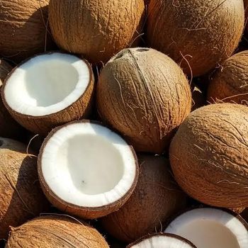 Fresh Semi-Husked Coconut Origin: India Maturity: Fully matured Price: Market-rate based Grade: Premium Export Grade Meat Content: High meat content - Infinity Global Import & Export - India
